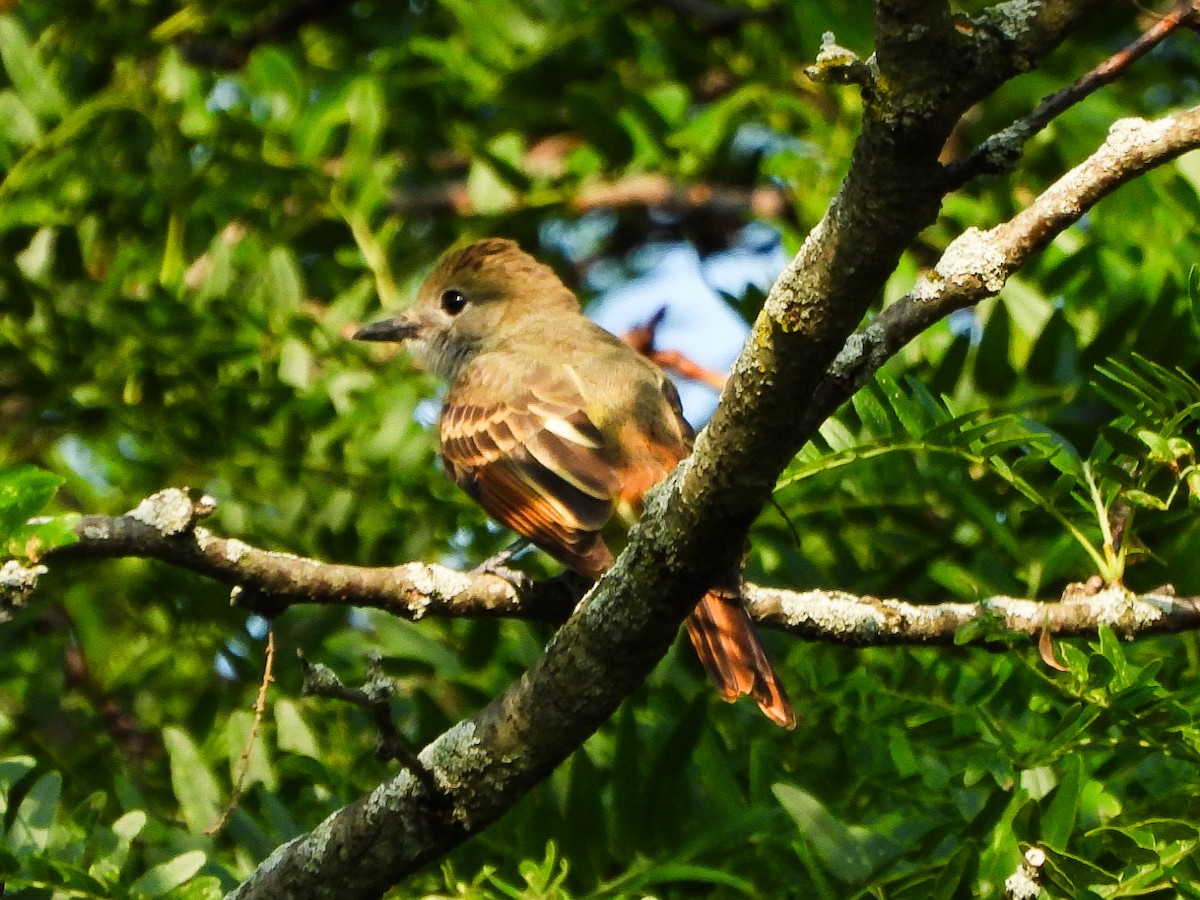 Great Crested Flycatcher - ML639265980