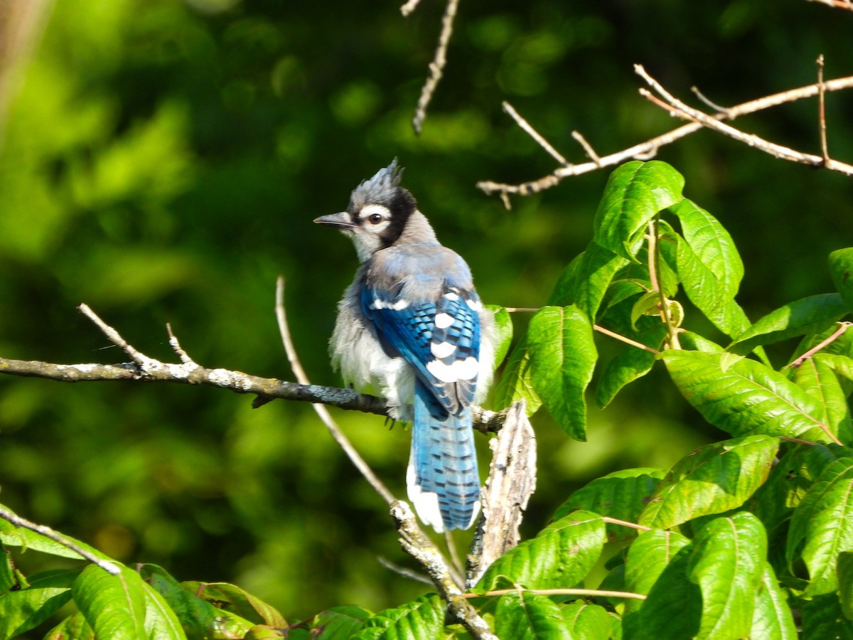 Blue Jay - ML639265985