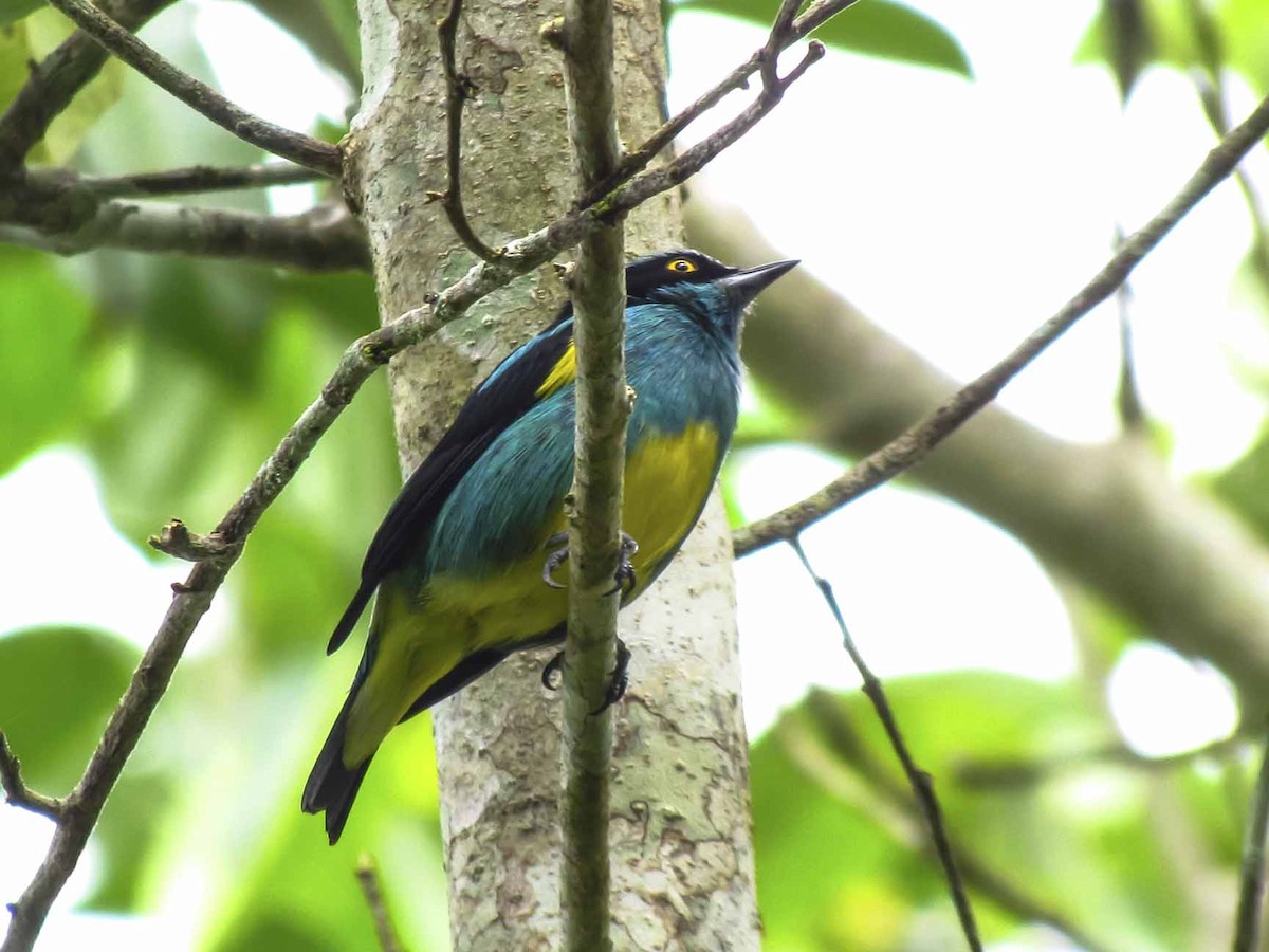 Black-faced Dacnis - ML63926601