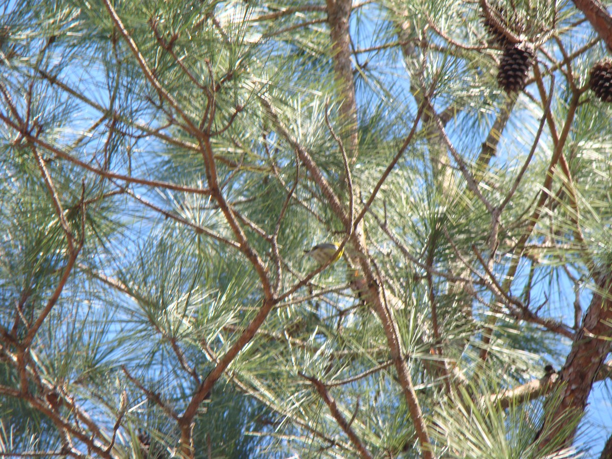 Paruline des pins - ML639266010