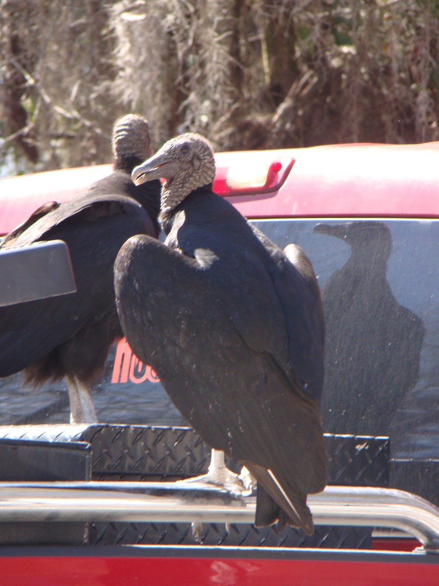 Urubu noir - ML639266039