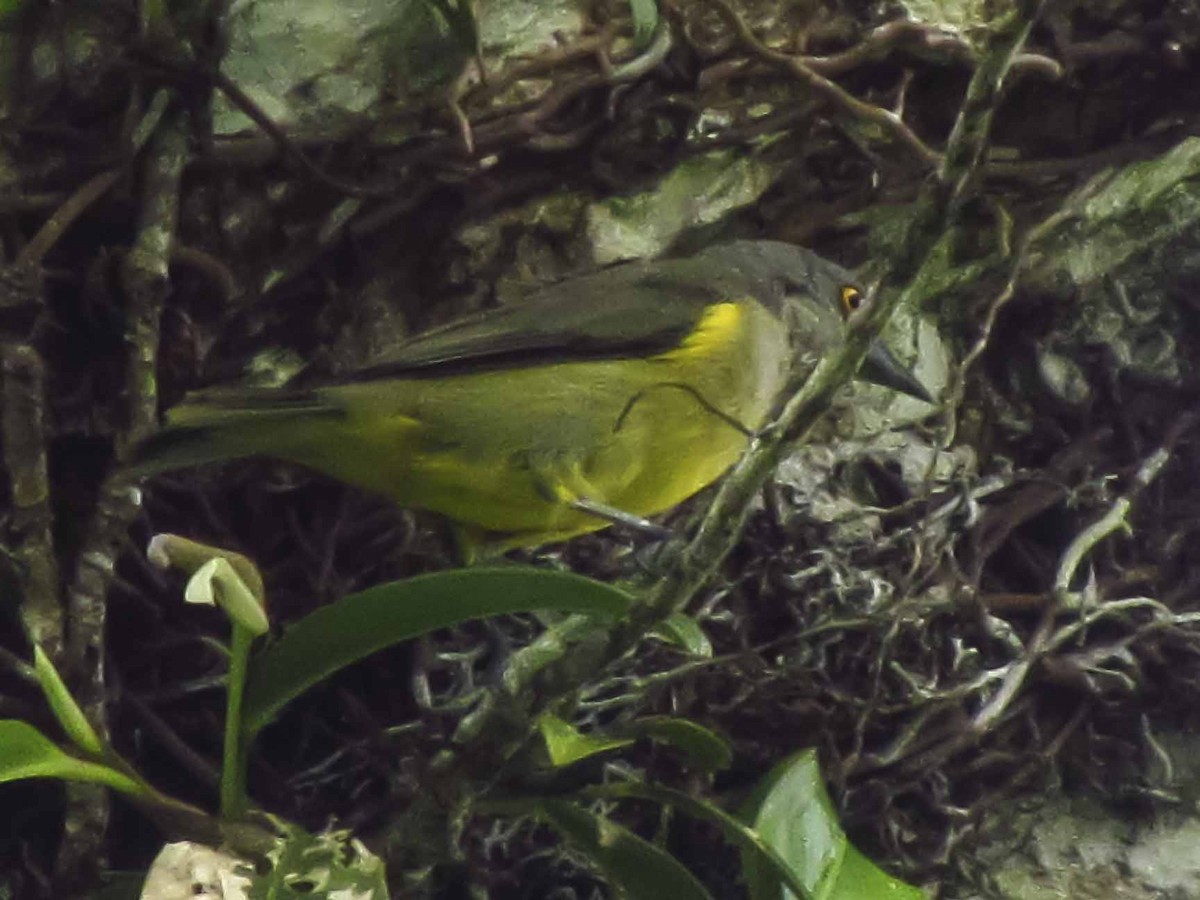 Black-faced Dacnis - ML63926611