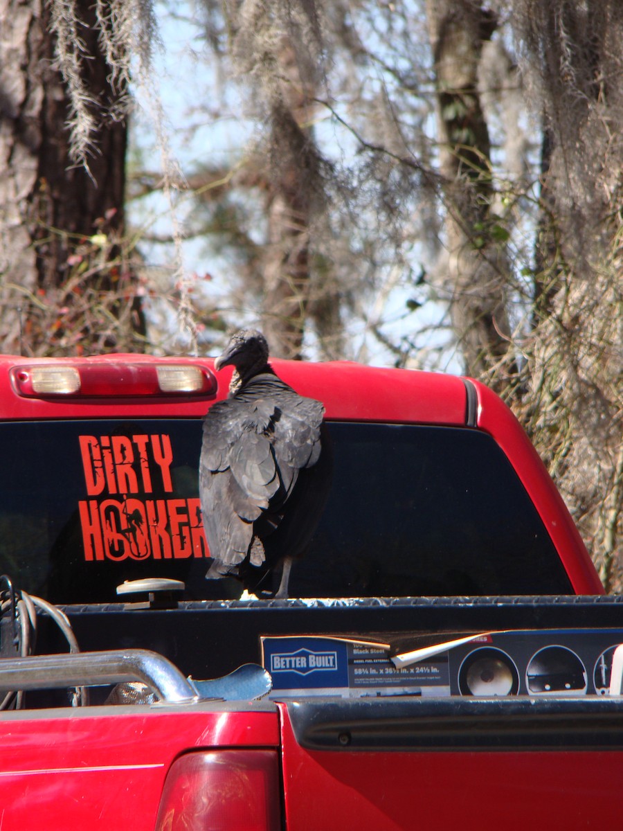 Urubu noir - ML639266130