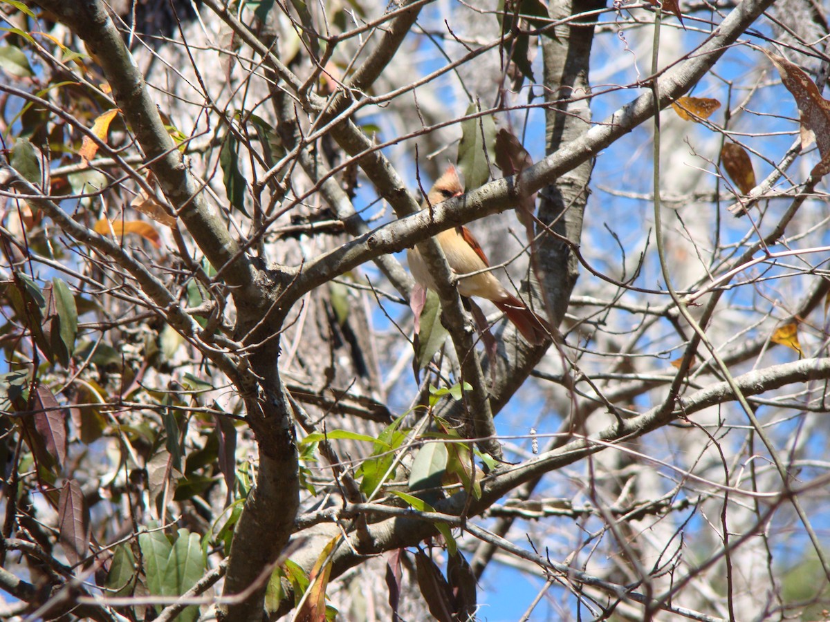 Cardinal rouge - ML639266139