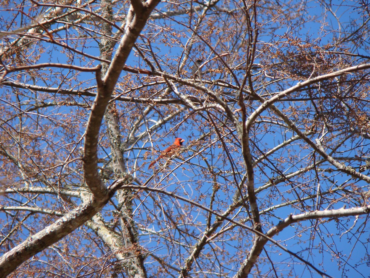 Cardinal rouge - ML639266142