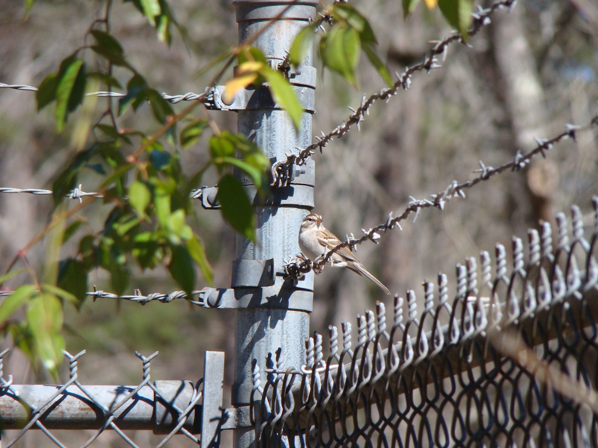 Bruant familier - ML639266155