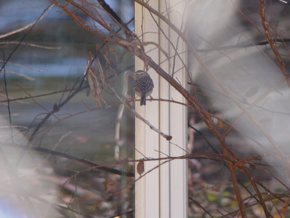 Bruant familier - ML639266156