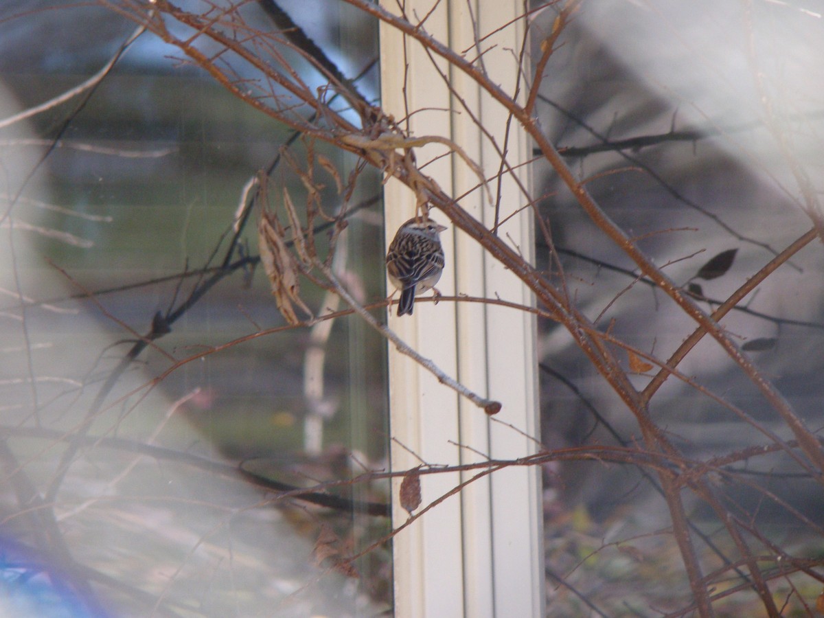 Bruant familier - ML639266165