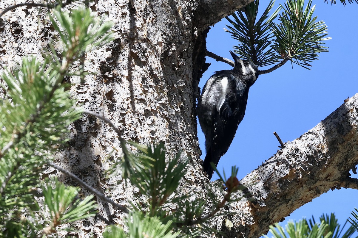 Williamson's Sapsucker - ML639266229