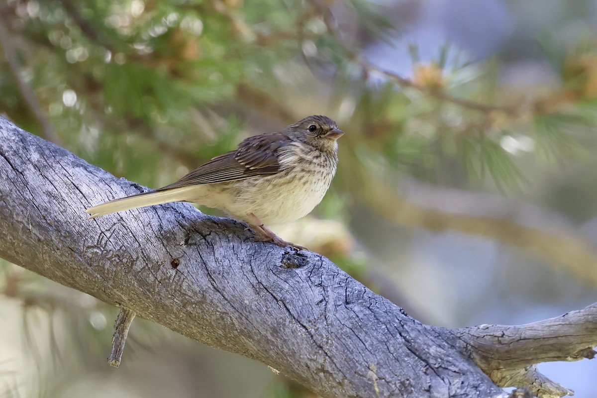 Dark-eyed Junco (Oregon) - ML639266267