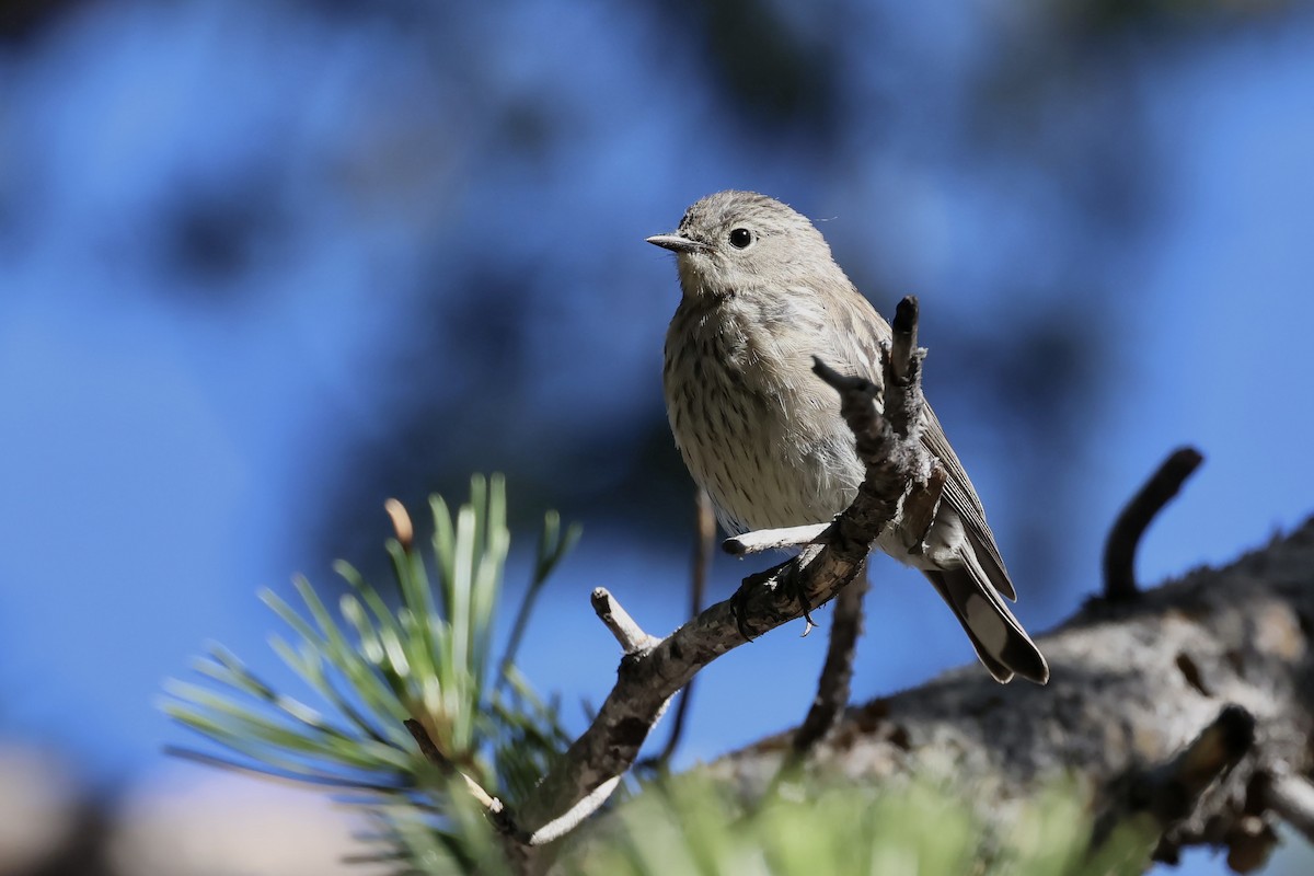 Yellow-rumped Warbler (Audubon's) - ML639266272