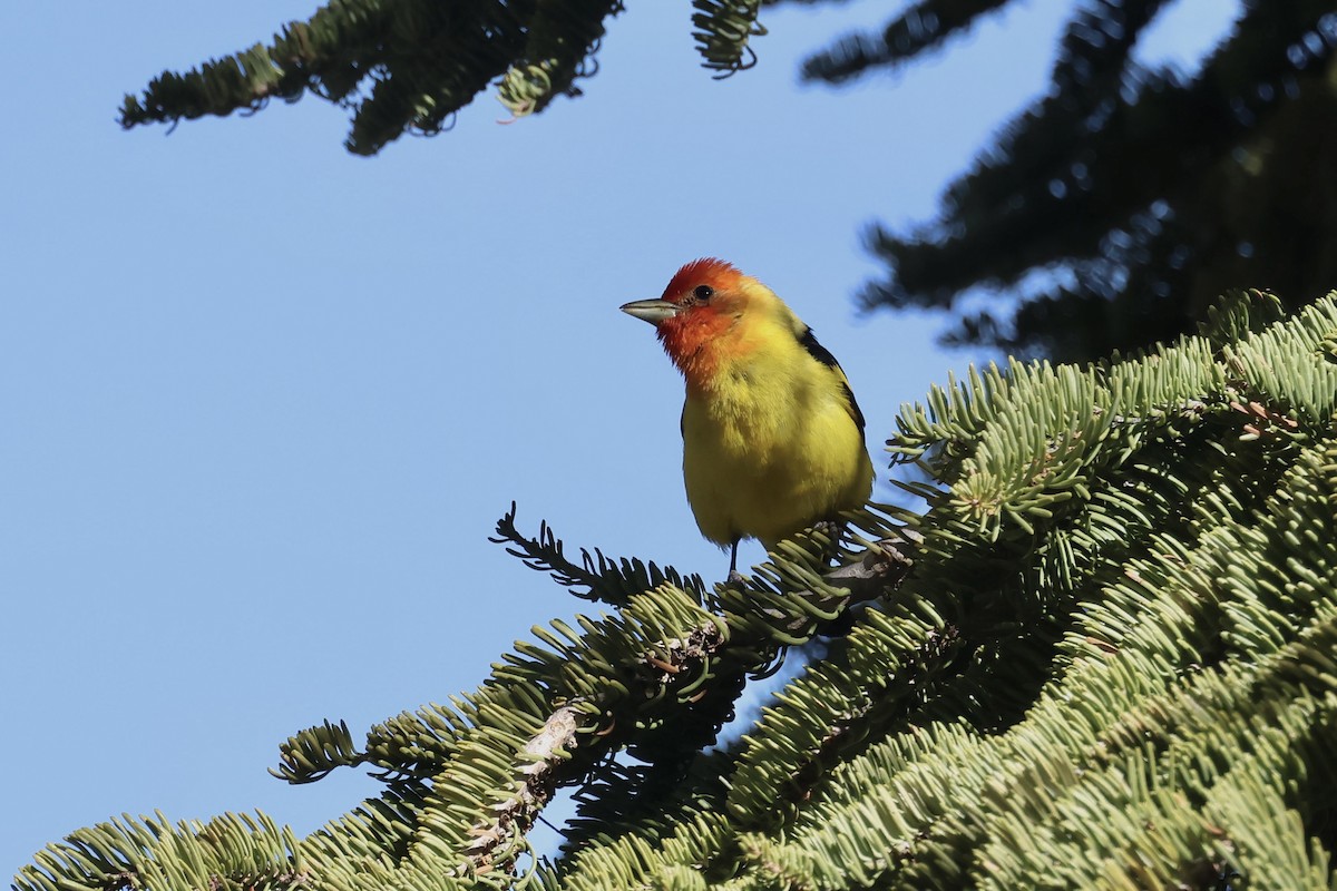 Western Tanager - ML639266283
