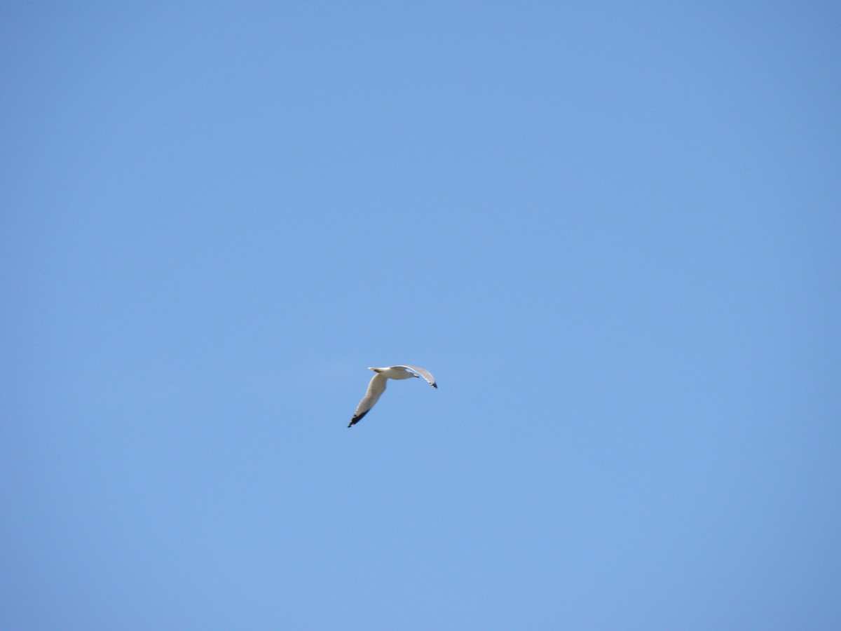 Goéland à bec cerclé - ML639266284