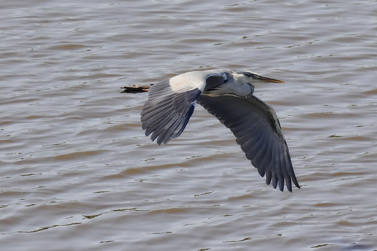 Gray Heron - ML639266343