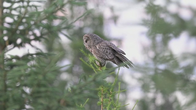Great Gray Owl - ML639266352