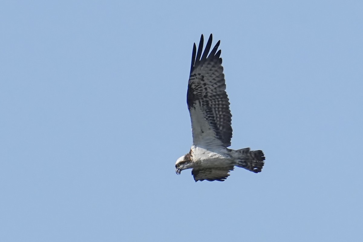 Osprey - ML639266362
