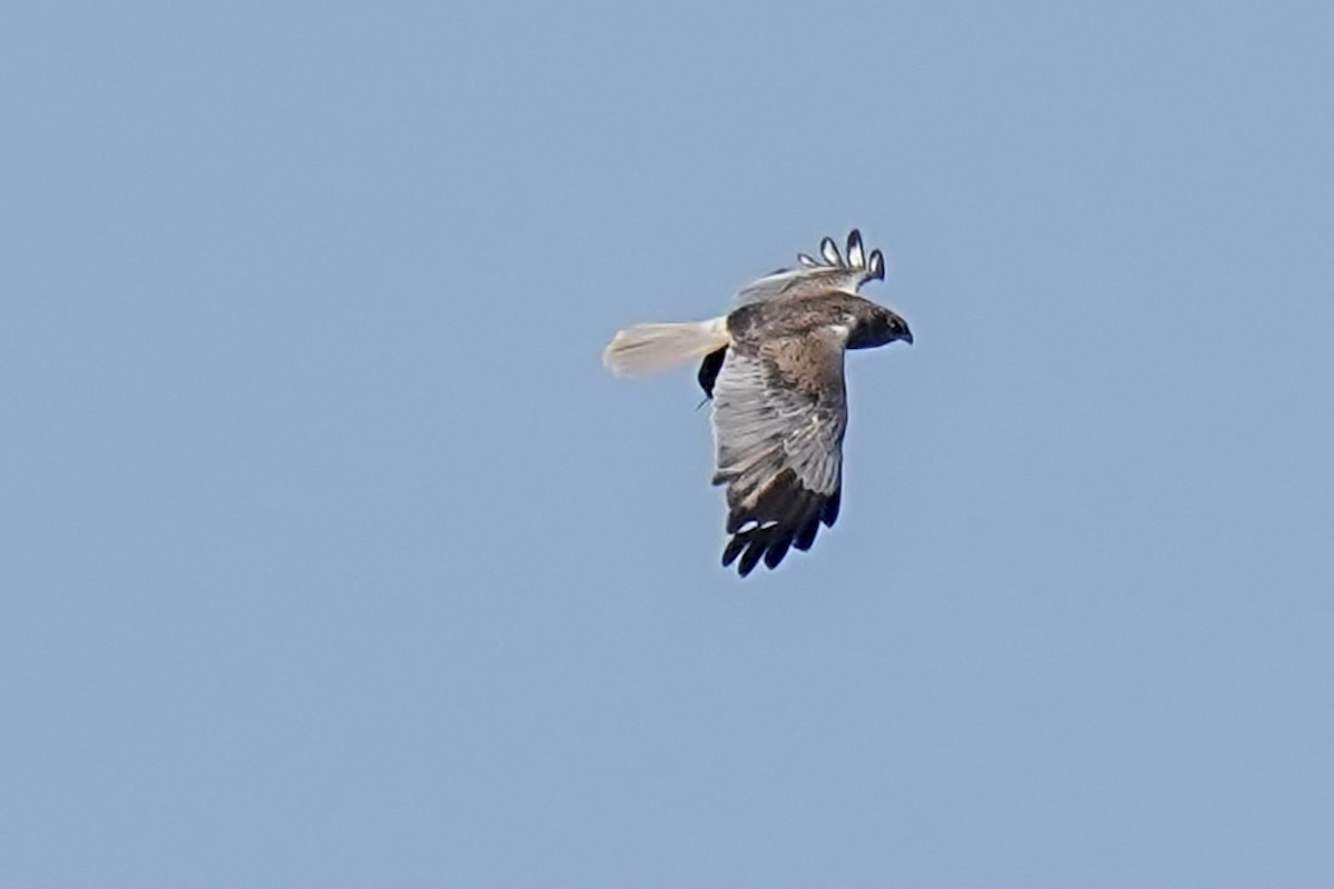 Western Marsh Harrier - ML639266378