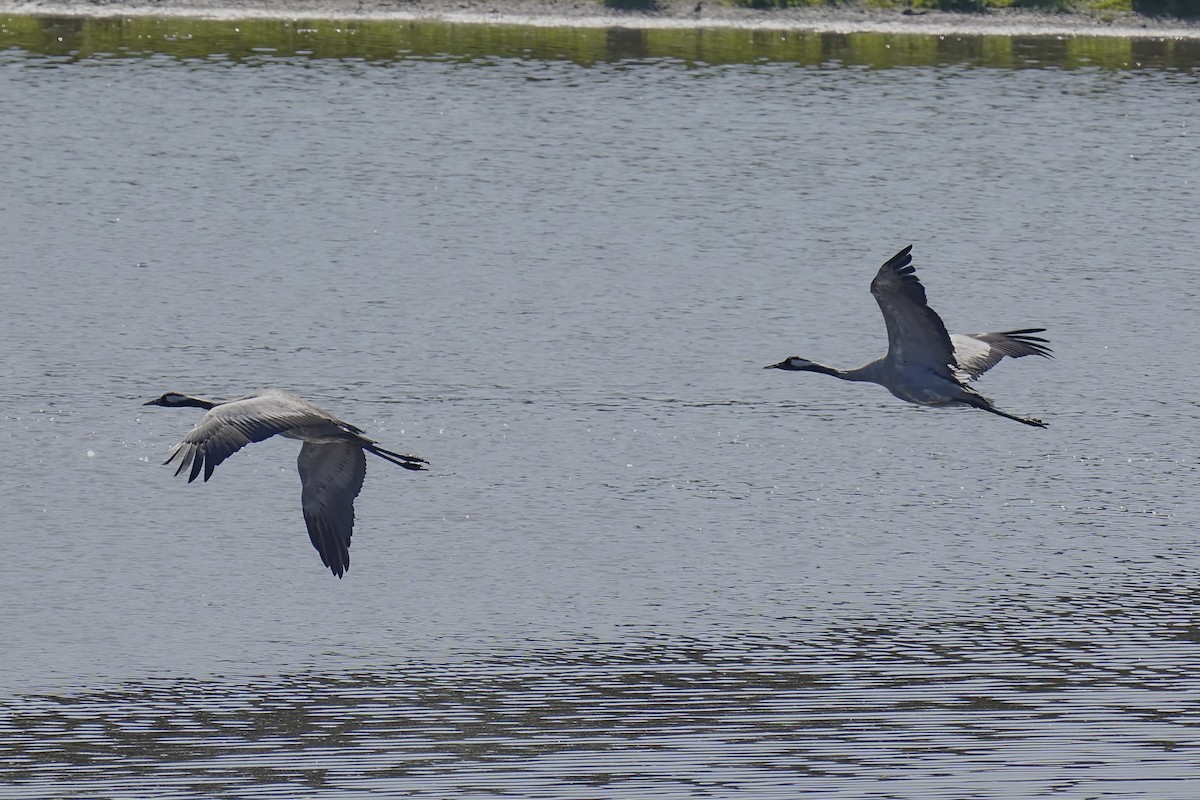 Common Crane - ML639266392