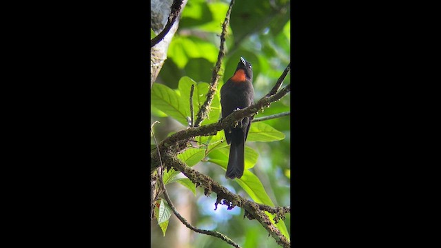 Sooty Ant-Tanager - ML639266394