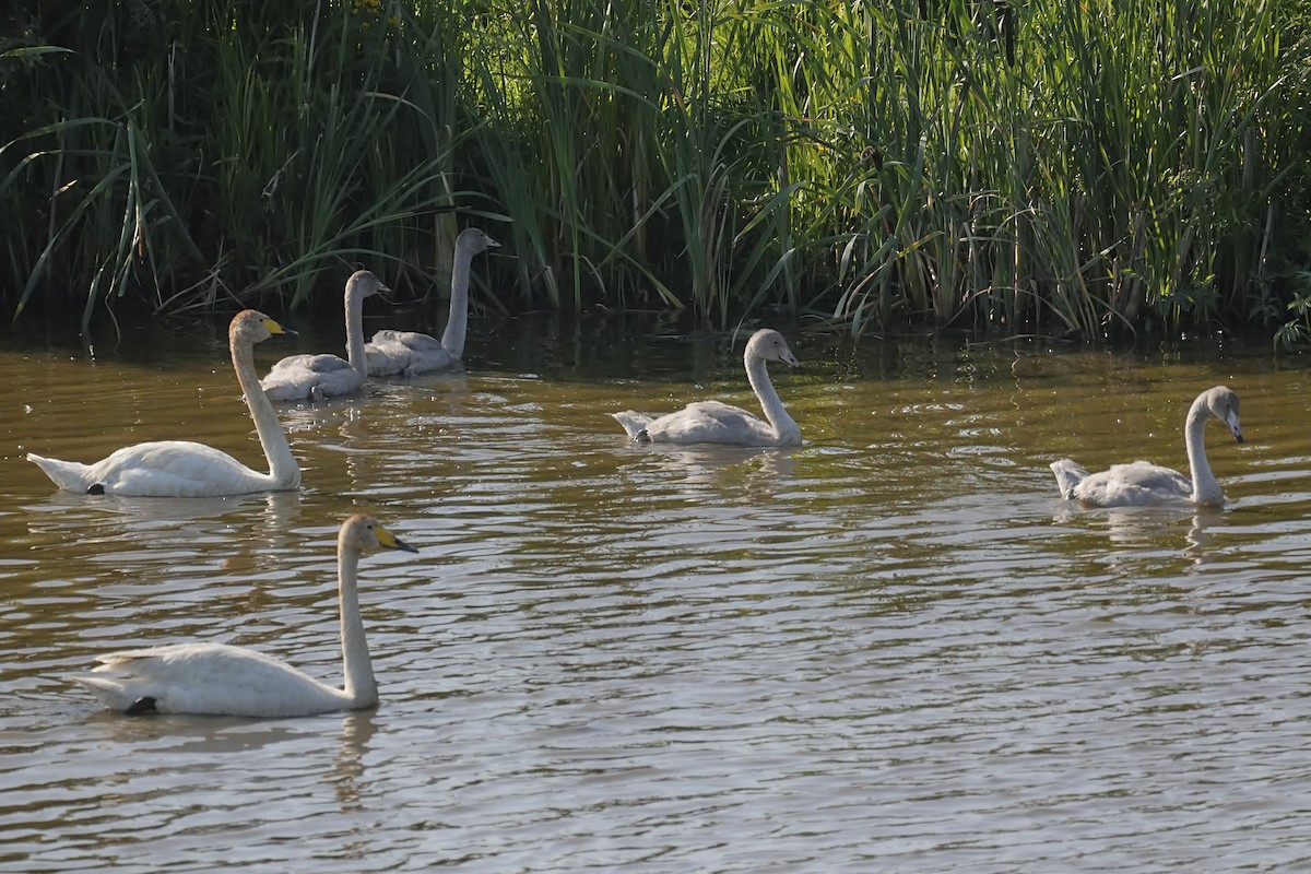 Whooper Swan - ML639266405
