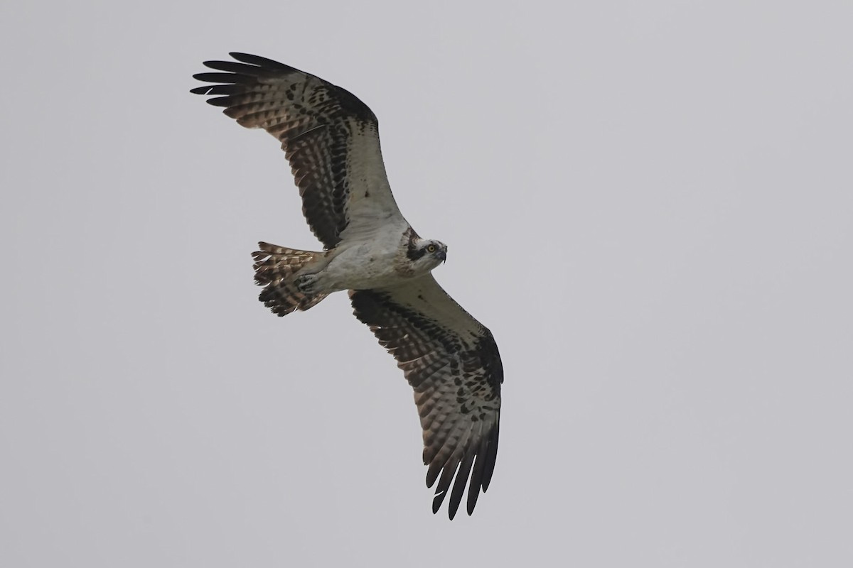 Osprey - ML639266448