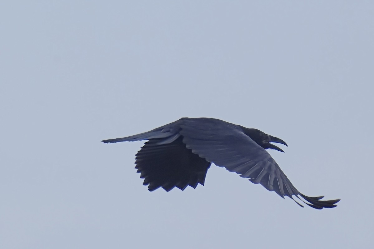 Common Raven - ML639266457