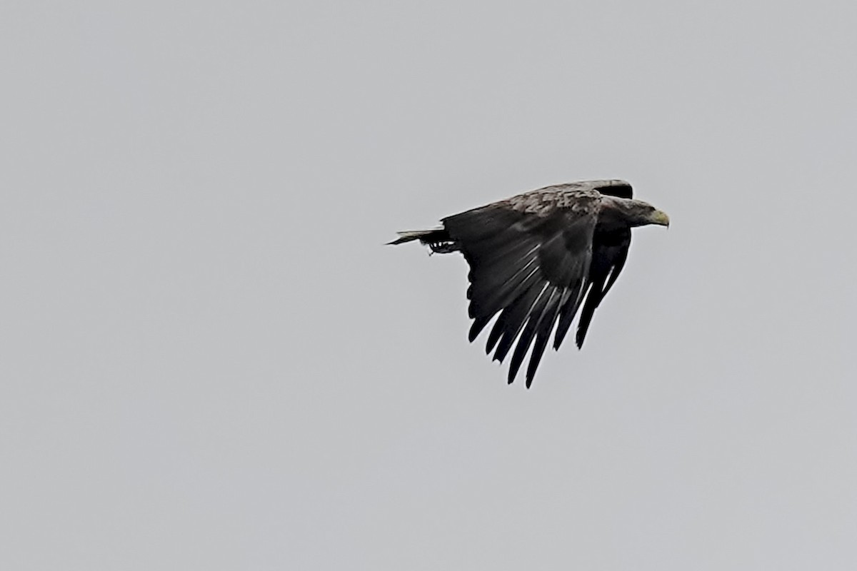 White-tailed Eagle - ML639266459
