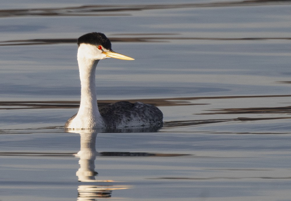 Clark's Grebe - ML639266478