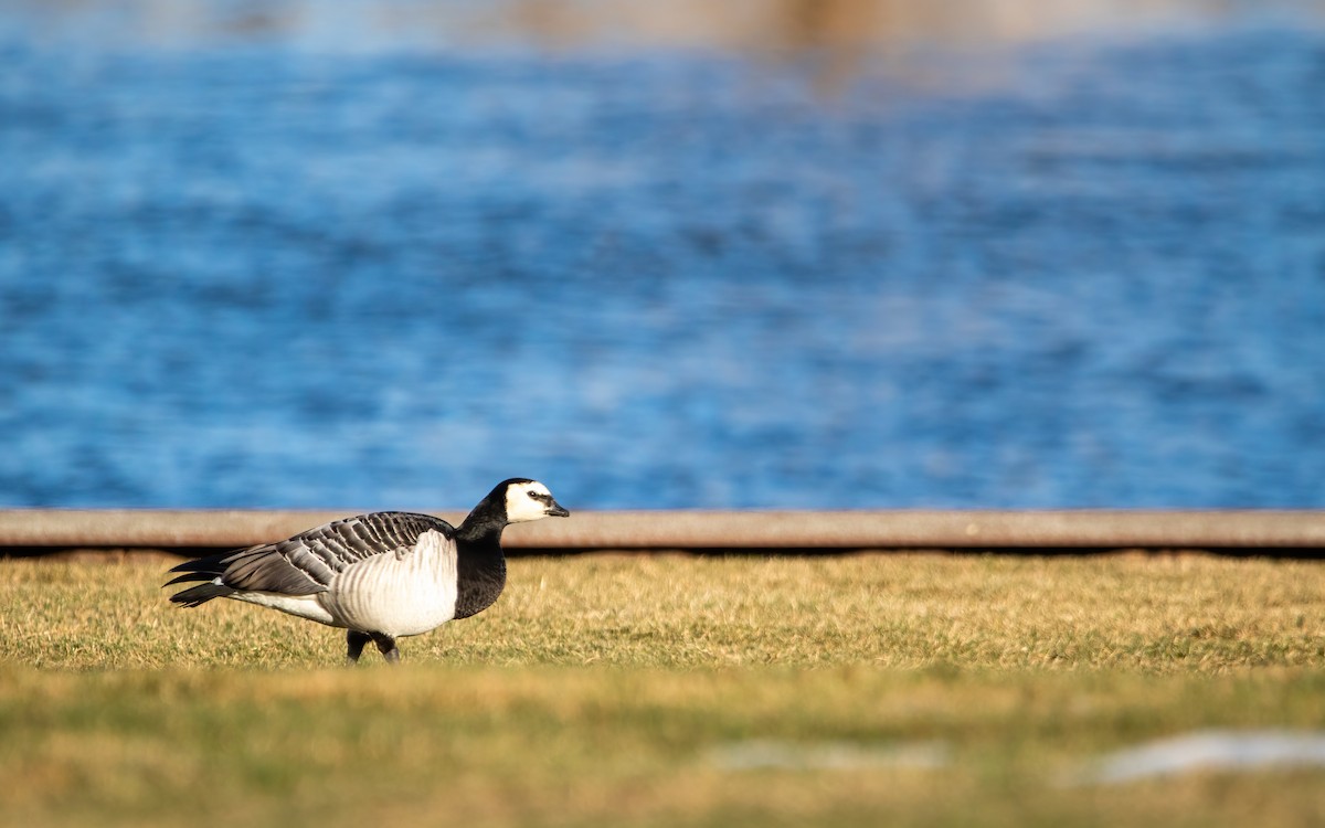 Branta musuzuria - ML639266511