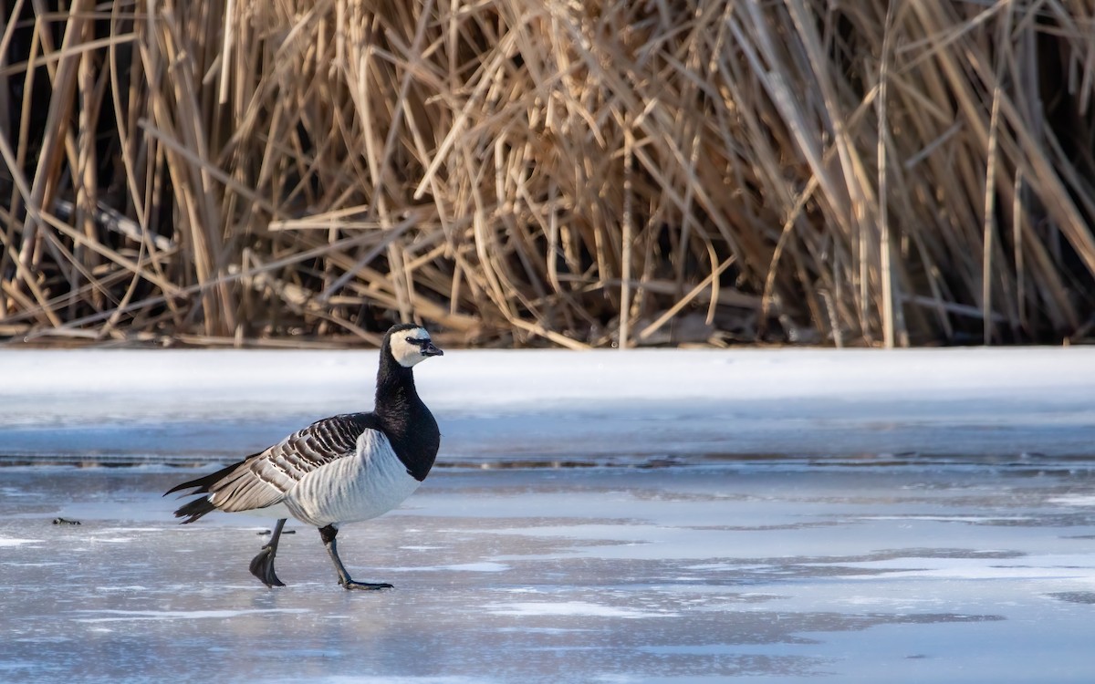 Branta musuzuria - ML639266514