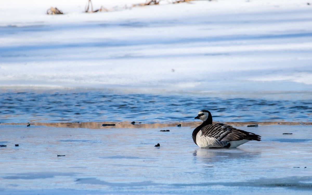 Branta musuzuria - ML639266519