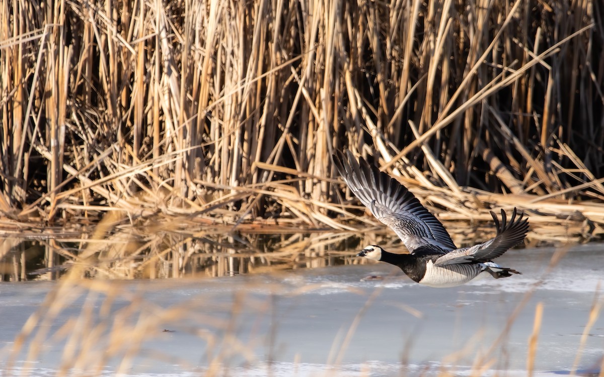 Branta musuzuria - ML639266526