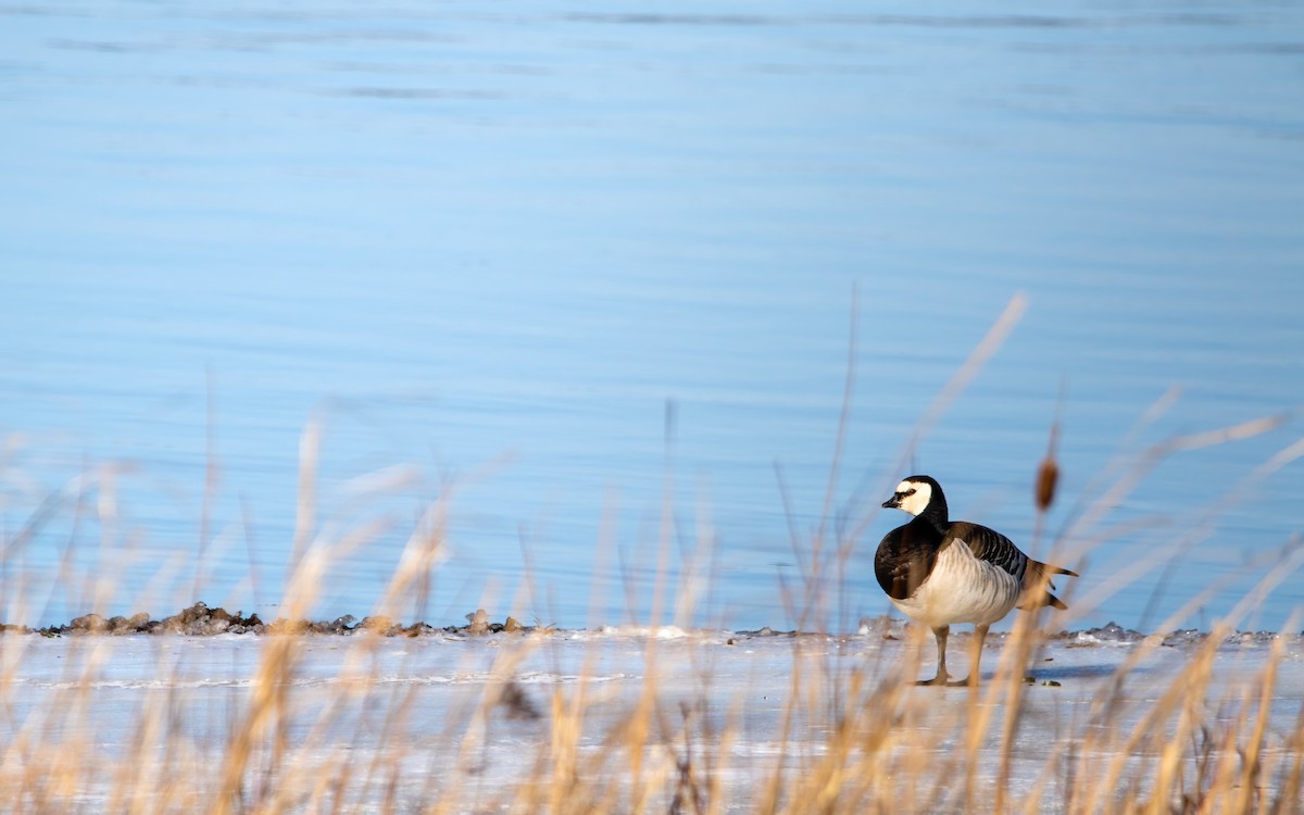 Branta musuzuria - ML639266532