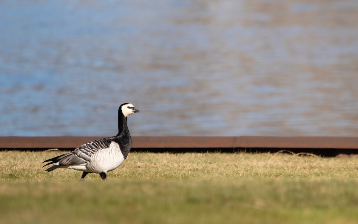 Branta musuzuria - ML639266534