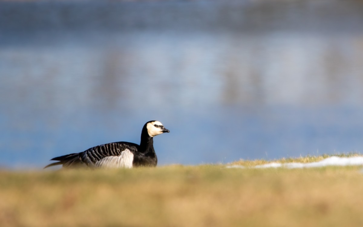Branta musuzuria - ML639266539