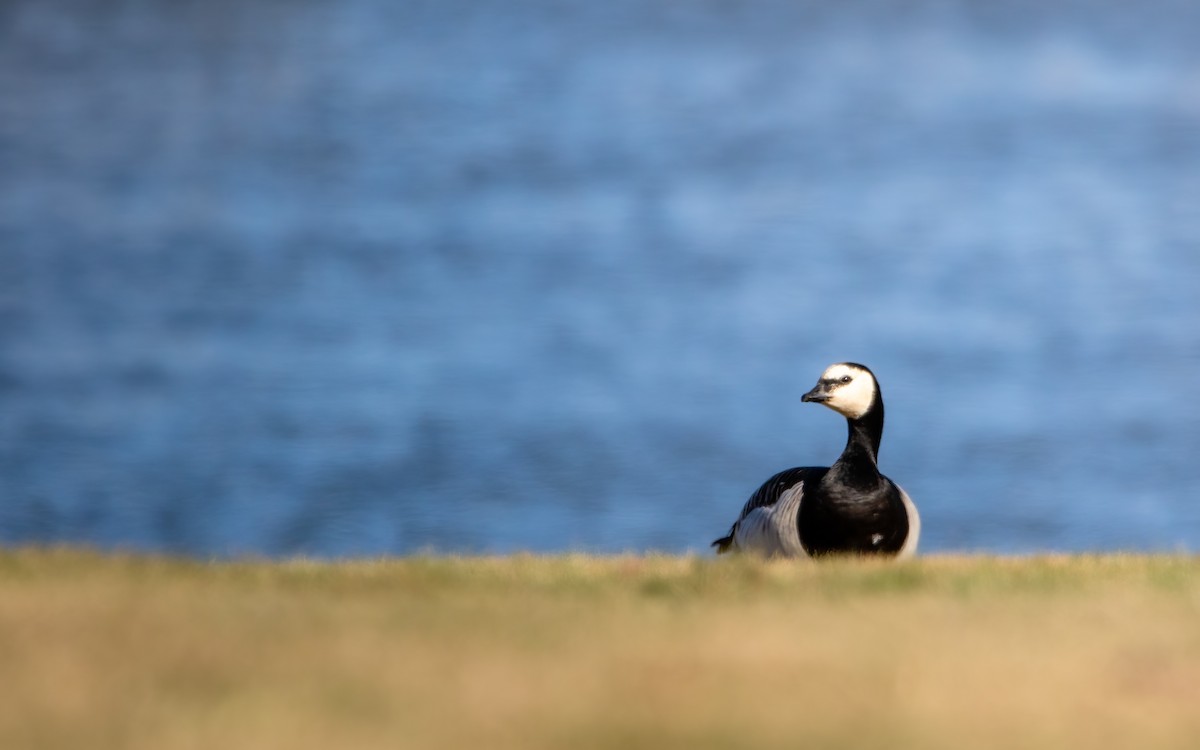 Branta musuzuria - ML639266545