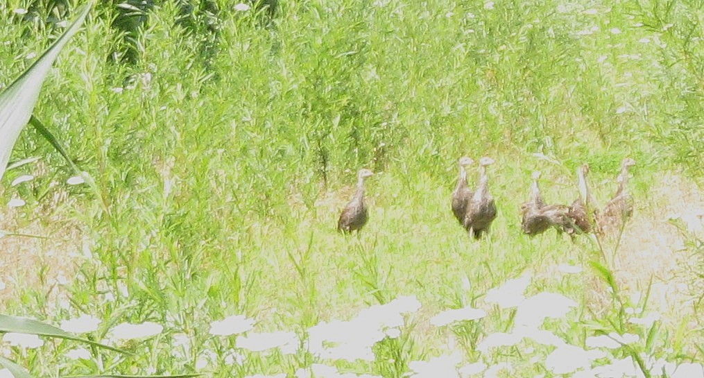 Wild Turkey - ML639266681