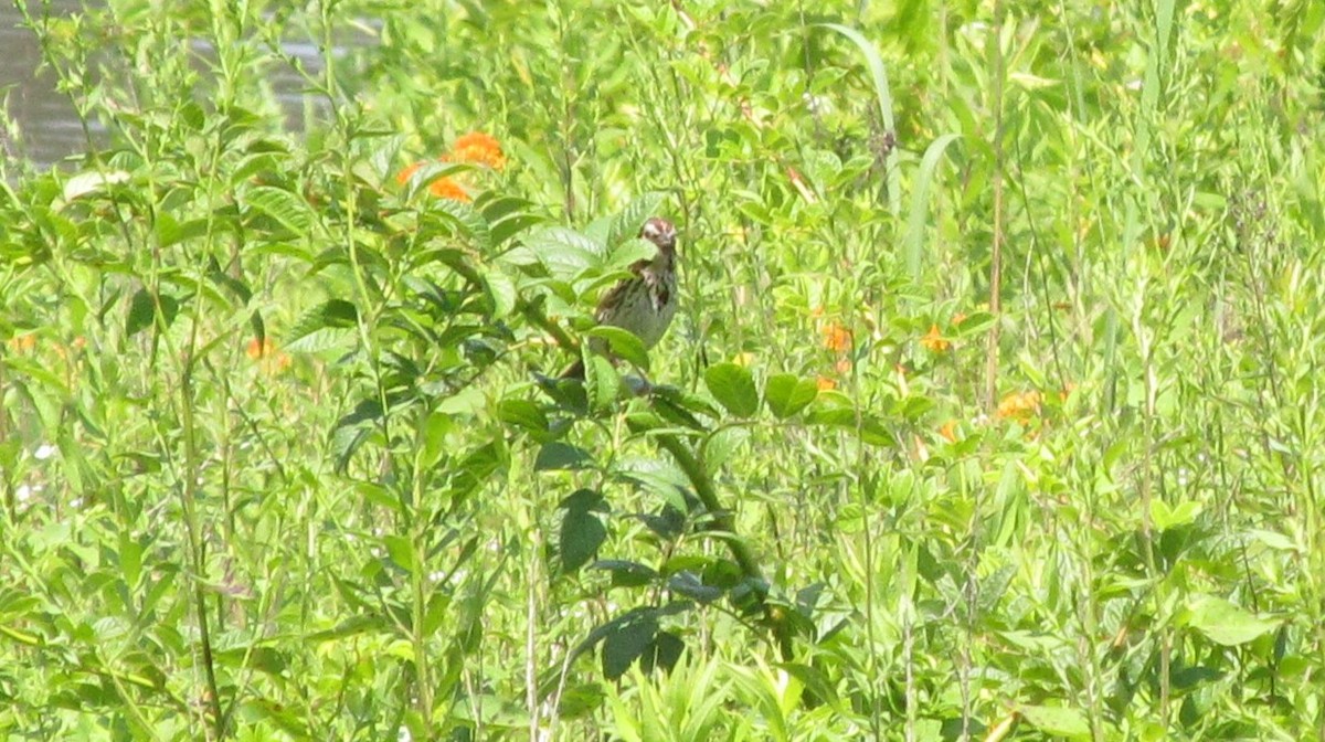 Song Sparrow - ML639266708