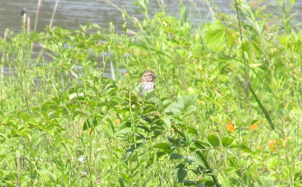 Song Sparrow - ML639266712