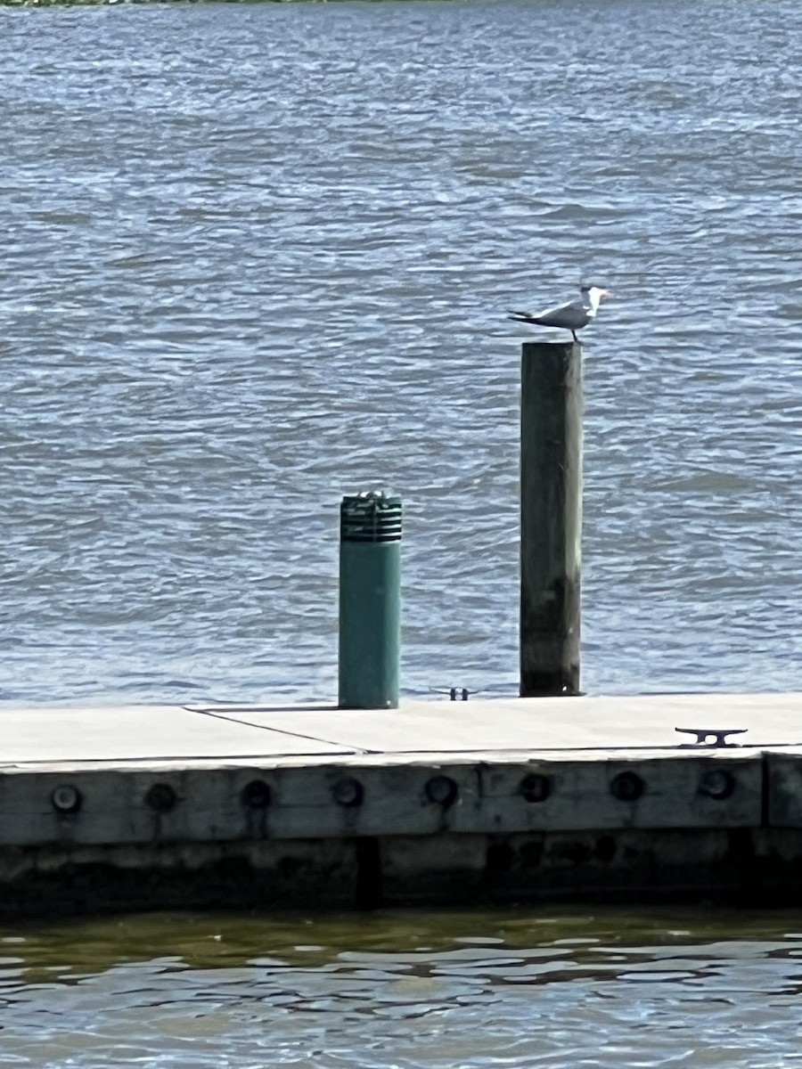Royal Tern - ML639266747