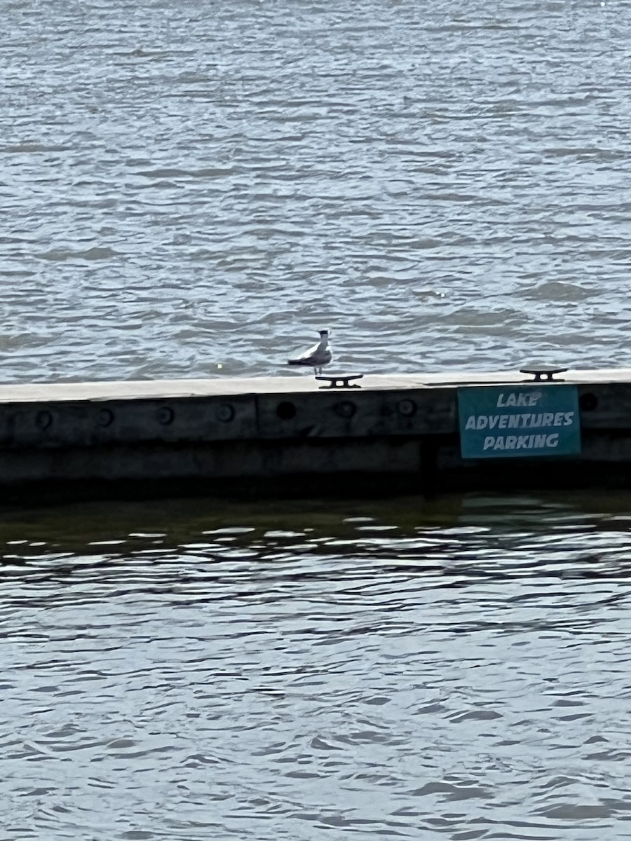 Royal Tern - ML639266748