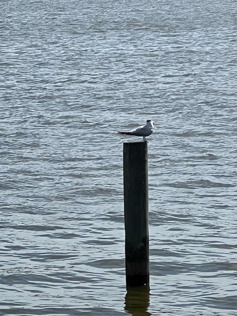 Royal Tern - ML639266749