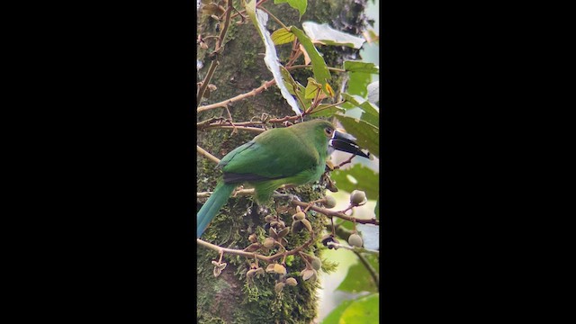 Toucanet à gorge blanche - ML639266797