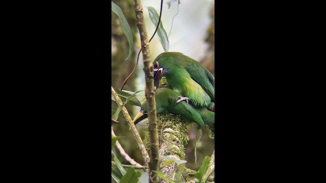 Toucanet à gorge blanche - ML639266821