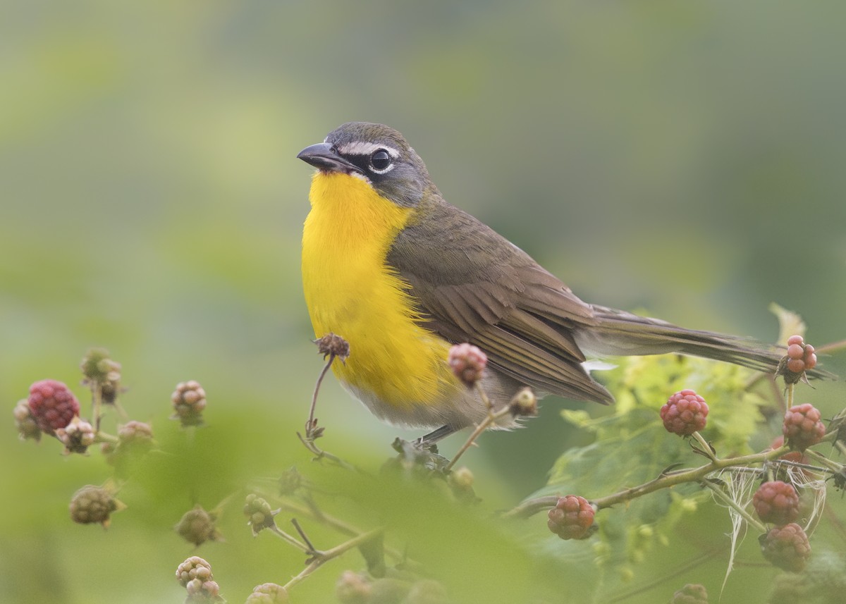 Yellow-breasted Chat - ML639266872