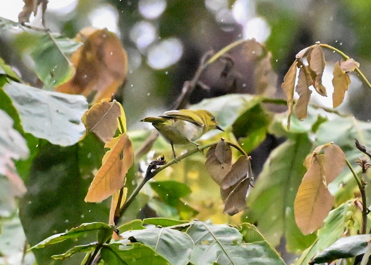Black-and-yellow Tanager - ML639266877