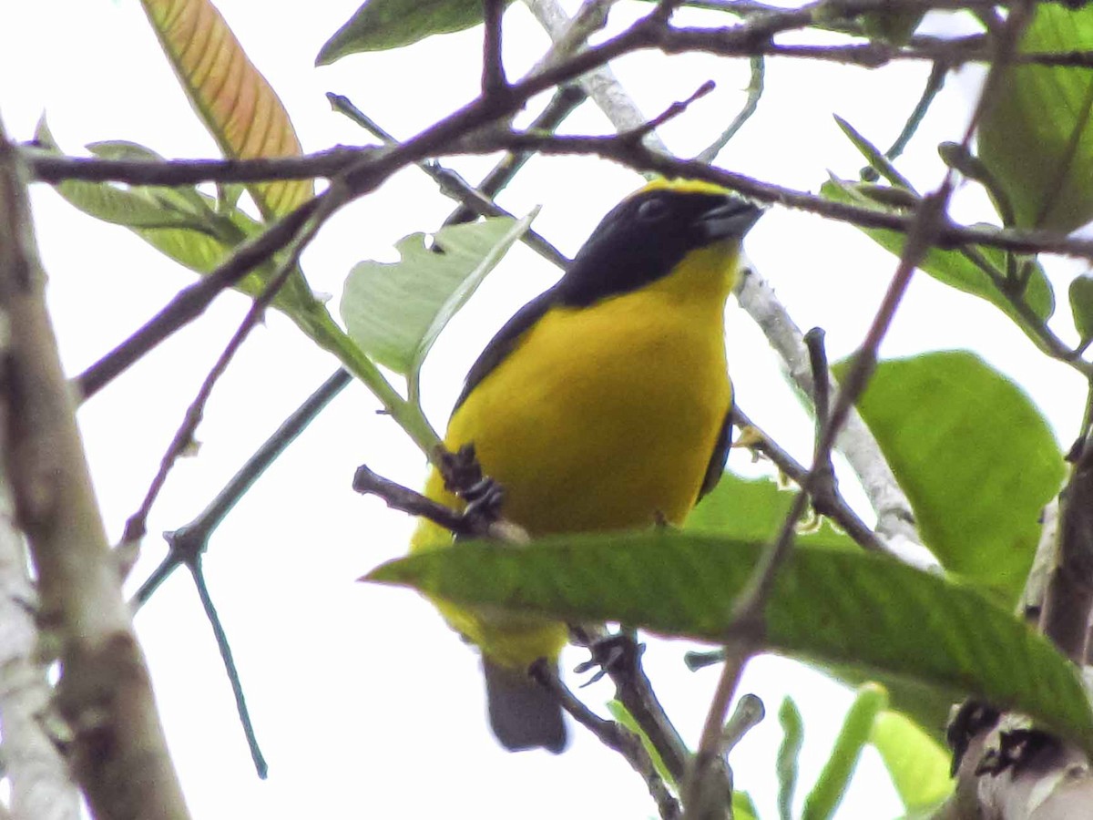 Thick-billed Euphonia - ML63926691