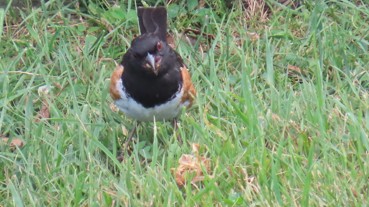 ワキアカトウヒチョウ - ML639267134