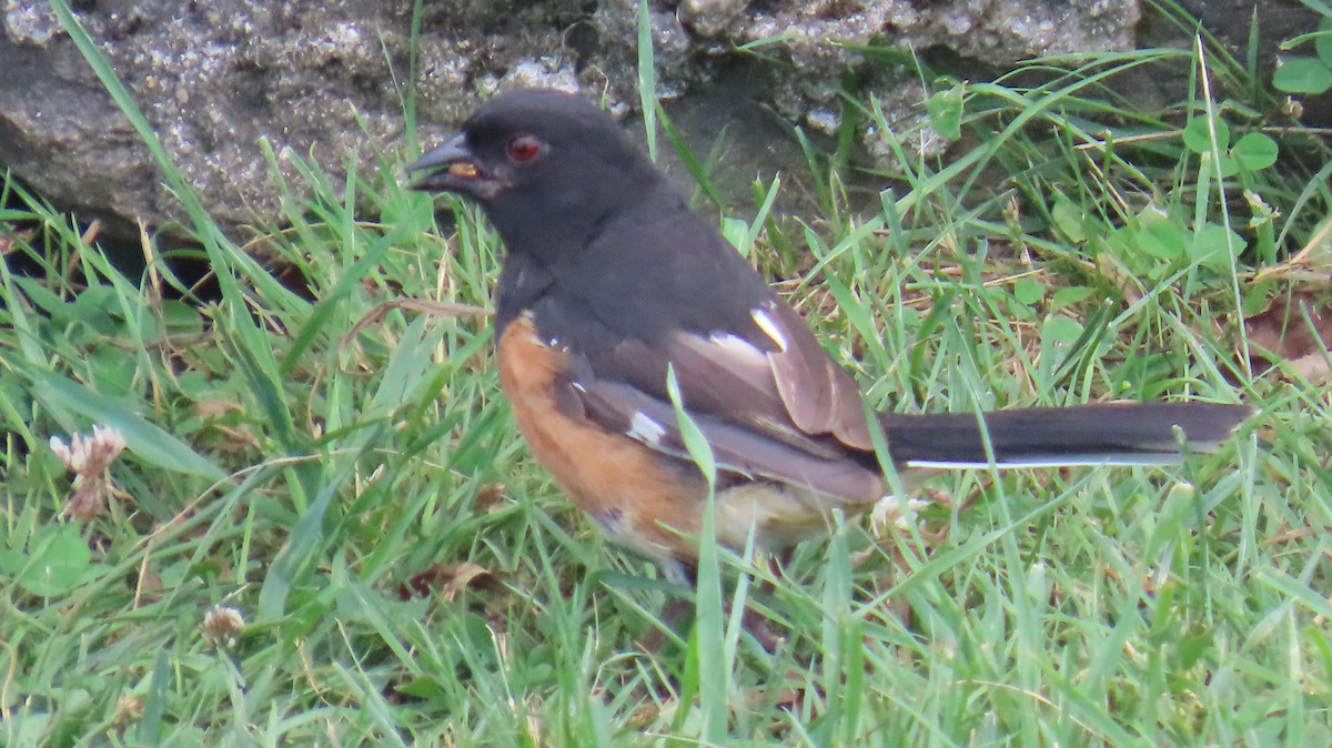 ワキアカトウヒチョウ - ML639267147
