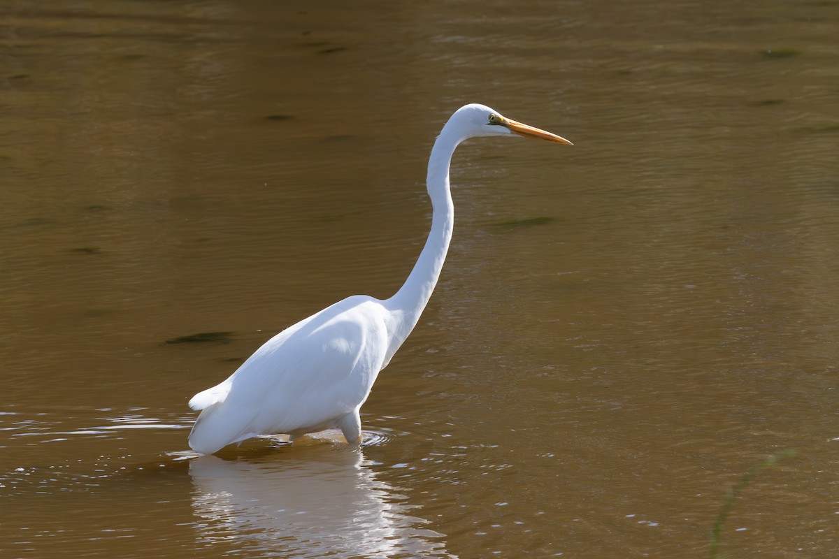 Grande Aigrette - ML639267175